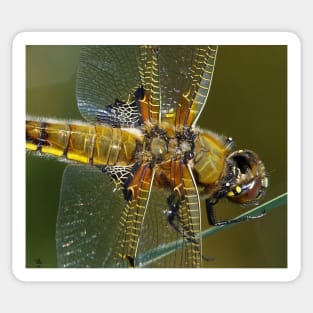 broad bodied chaser dragonfly Sticker